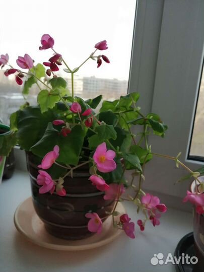 Бегония Глуар де Лорен