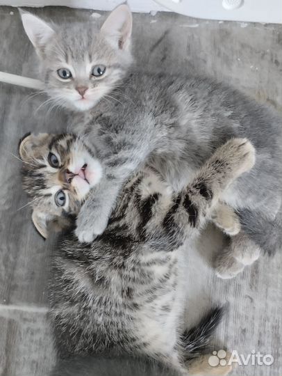 Кошка в дар бесплатно