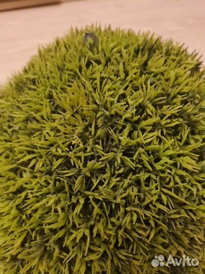 Самшит декор премиум