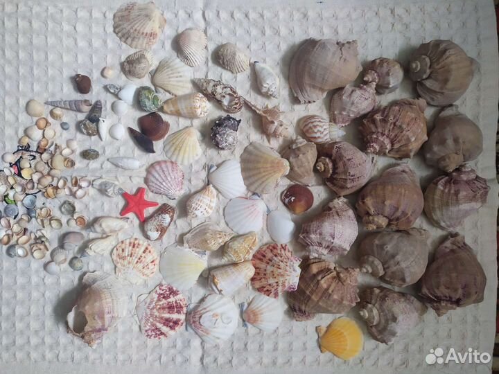 Морские ракушки и раковины