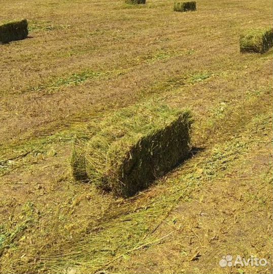 Сено люцерны в тюках