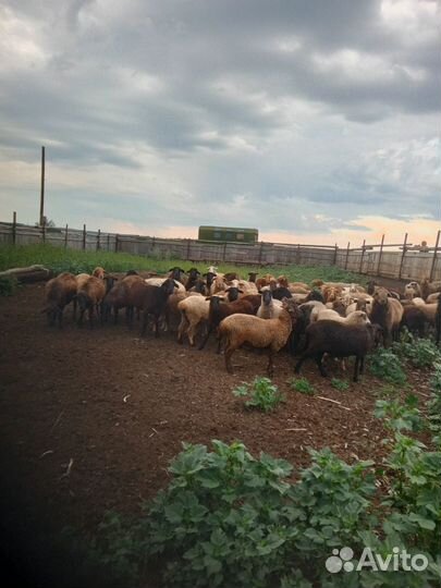 Овцы бараны