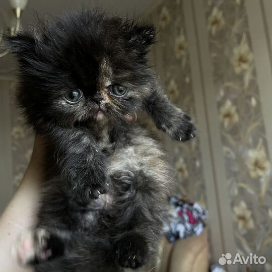 Персидские котятки
