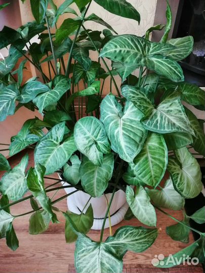 Сингониум и не только