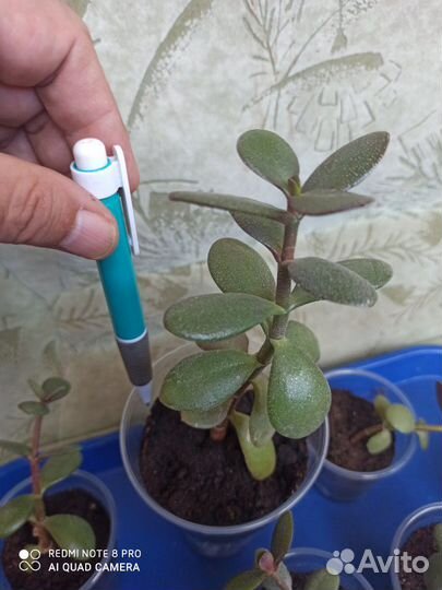 Денежное дерево