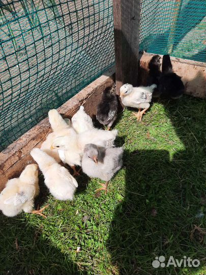 Цыплята недельные