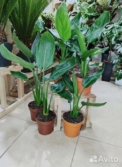 Стрелиция королевская Reginae