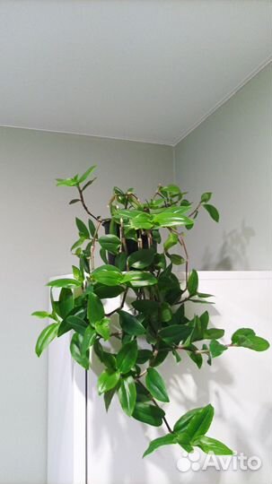 Ахименес, мирт, алоэ, традисканция, папоротник