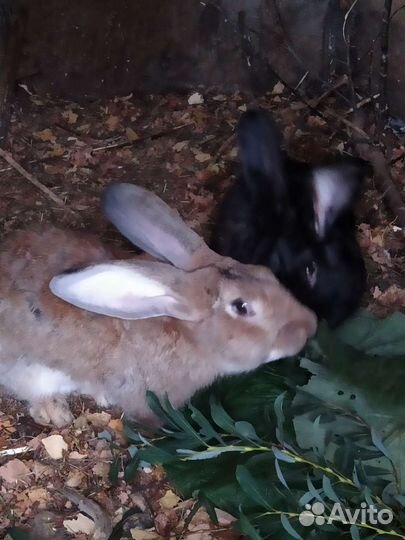 Кролики мясных пород