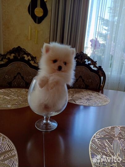 Щенки шпица