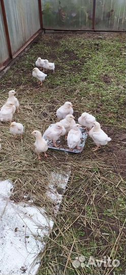 Бройлеры кобб 500