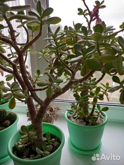 Толстянка, денежное дерево