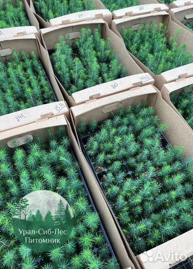 Сеянцы зкс Сосна Ель Лиственница окс Голуб Горн