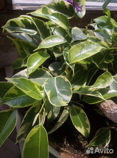 Фикус бенджамина Кинки (с белыми полосками)