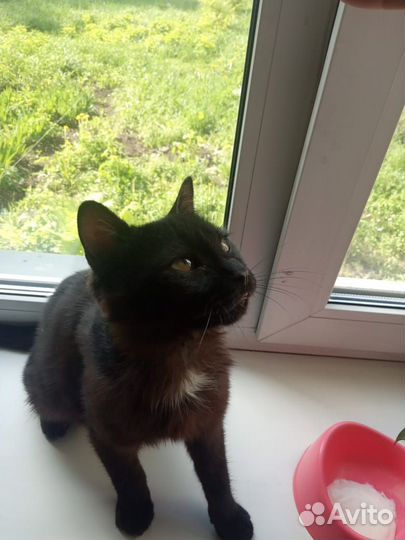 Нужен дом для котика