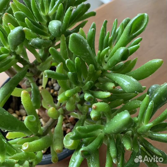 Крассула хоббит