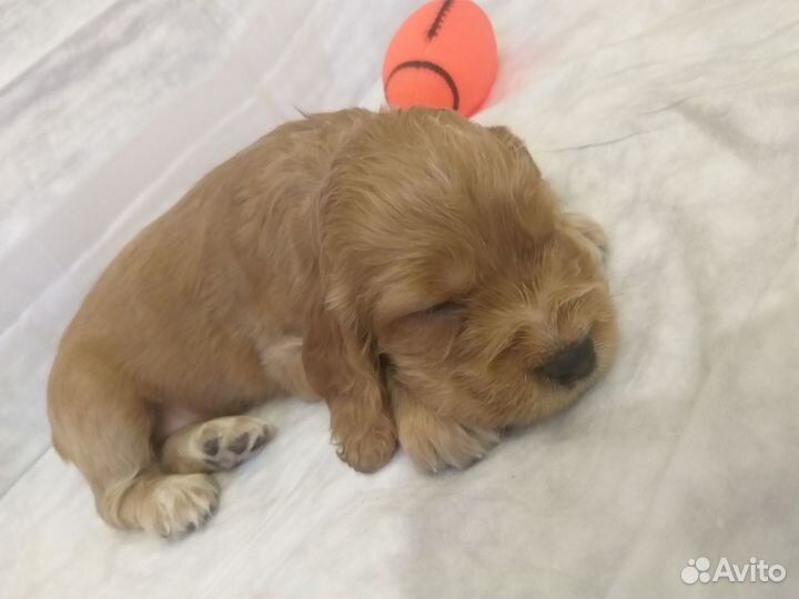 Щенки спаниеля