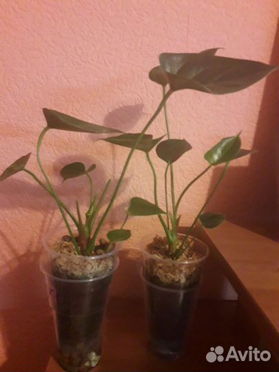 Продам детки антуриума Сэлмон