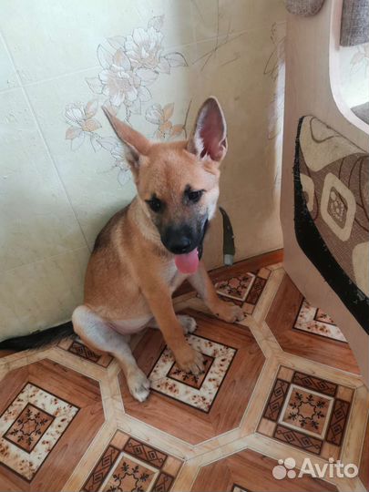 Щенок 3 месяца