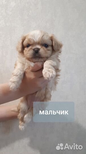 Щенки пекинеса