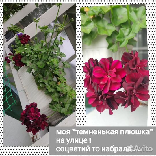 Пеларгонии плющелистные