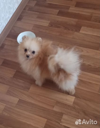 Померанский шпиц мини. Вязка