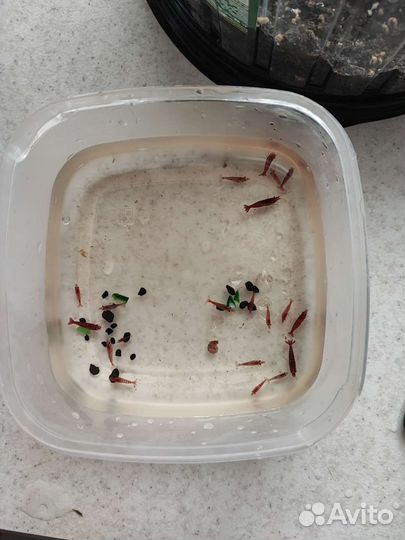 Креветки черри