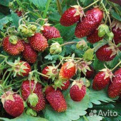 Земклуника Раиса