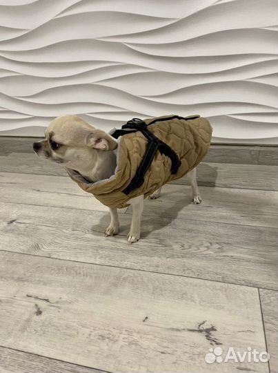 Жилетка для собак