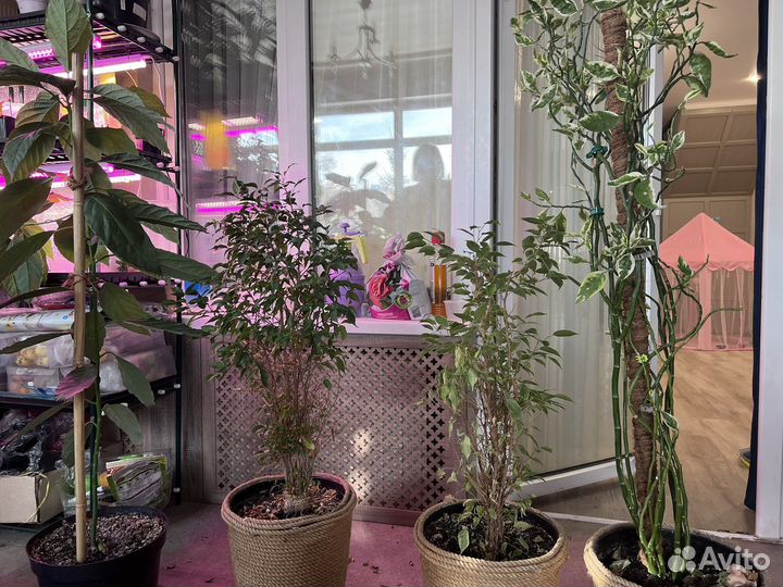 Комнатные растения цветы большие