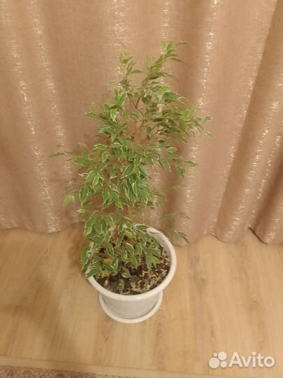 Бенджамина