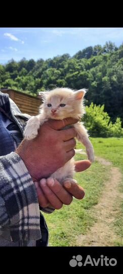 Котята в хорошие руки