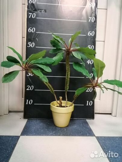 Молочай,эуфорбия