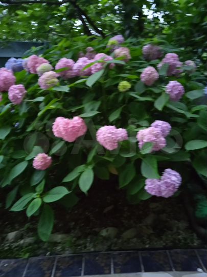 Комната 15 м², 2/3 эт.