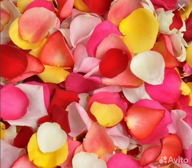 Лепестки роз