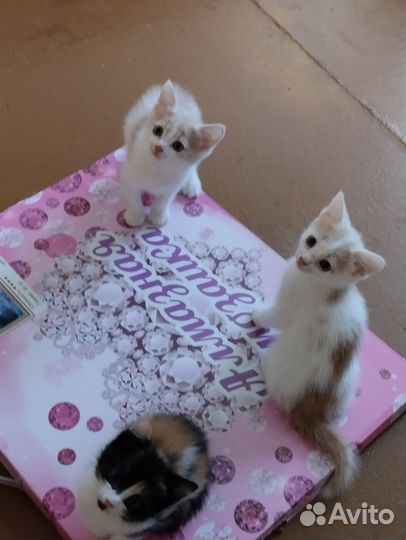 Котята в добрые руки бесплатно