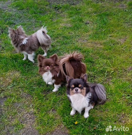 Разноцветные кобели,вязка и щенки