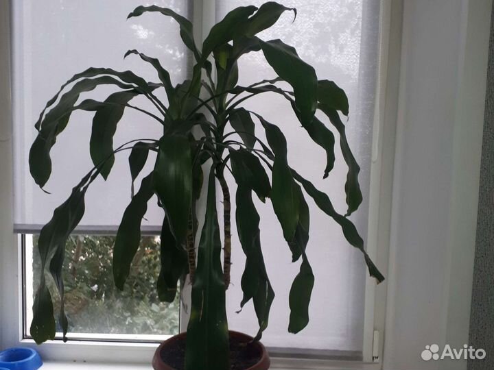 Комнатные цветы