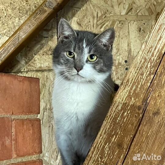 Красавчик Сокол в добрые руки