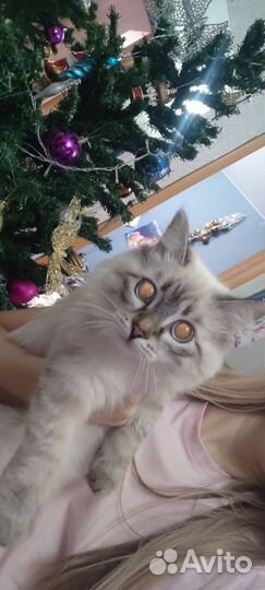 Ищем Жениха.Невская маскарадная