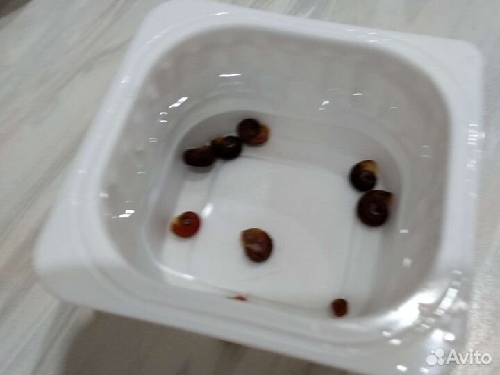 Улитки катушки