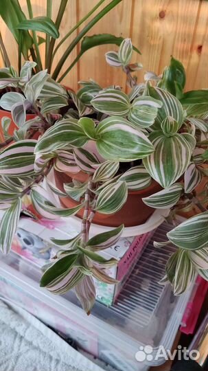 Традесканция