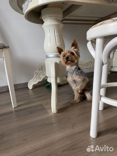 Вязка йорка ищем невесту