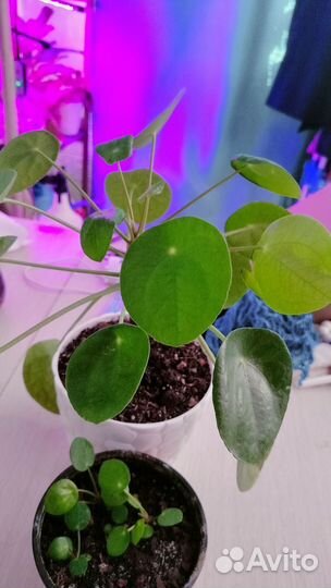 Пилея пеперомиевидная