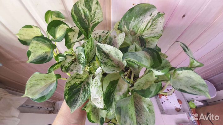 Эпипремнум хэппи лиф, сциндапсус мунлайт