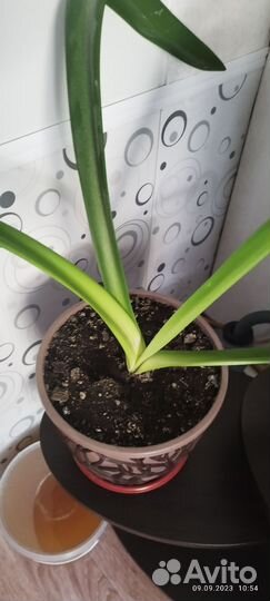 Гиппеаструм