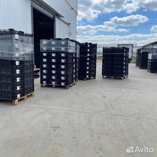 Луковица тюльпанов оптом 12;14+для выгонки