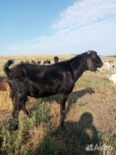 Козочки, козлики на племя и на мясо