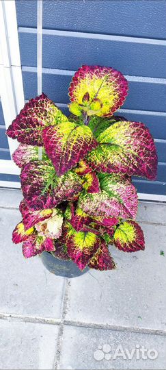 Колеус Аватар