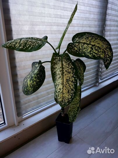 Диффенбахия